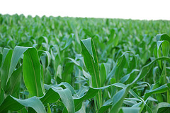 Corn Field by Rastony